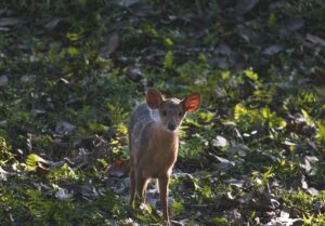 काजीरंगा नेशनल पार्क के रोचक तथ्य