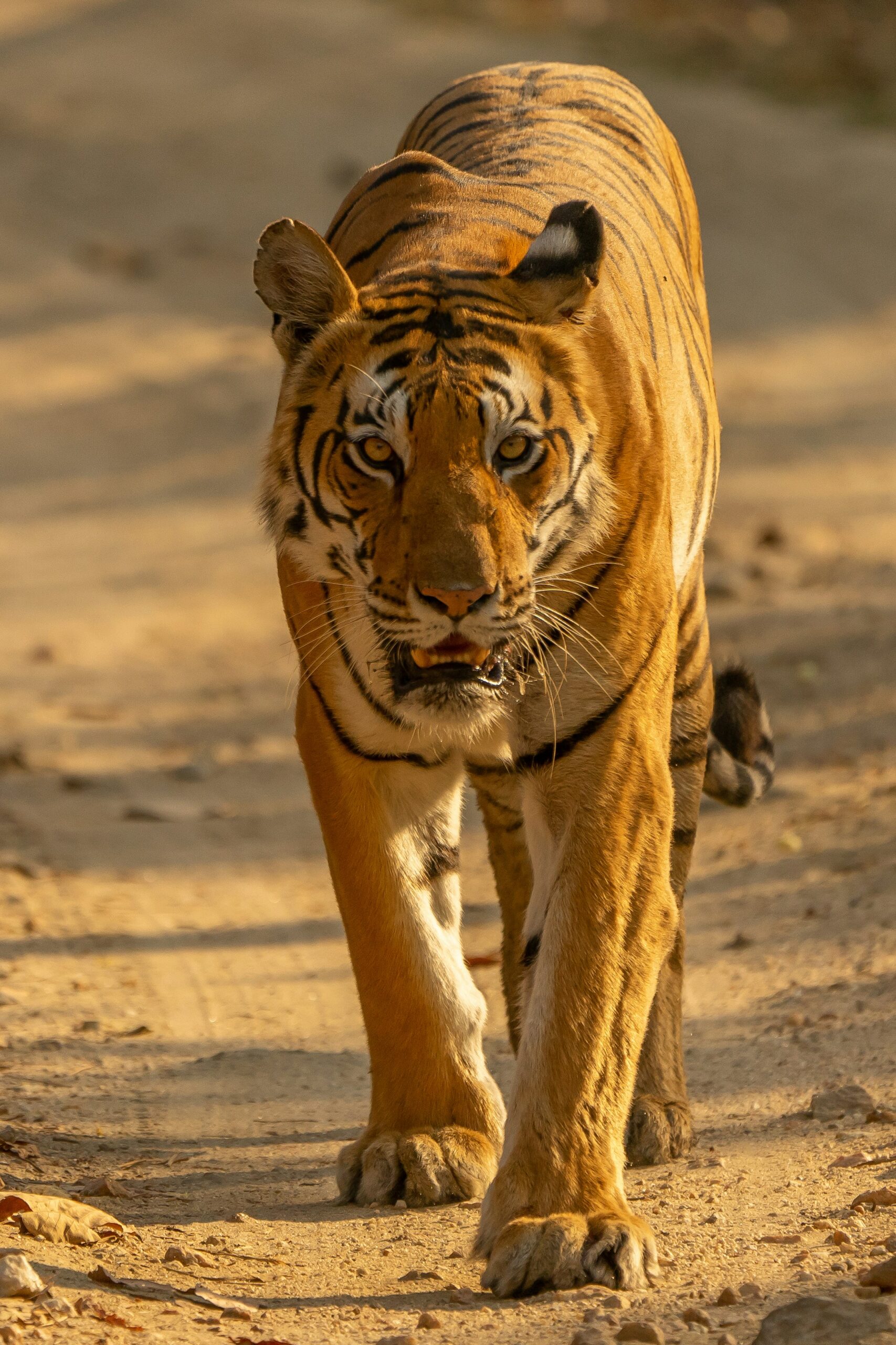 Sundarvan National Park