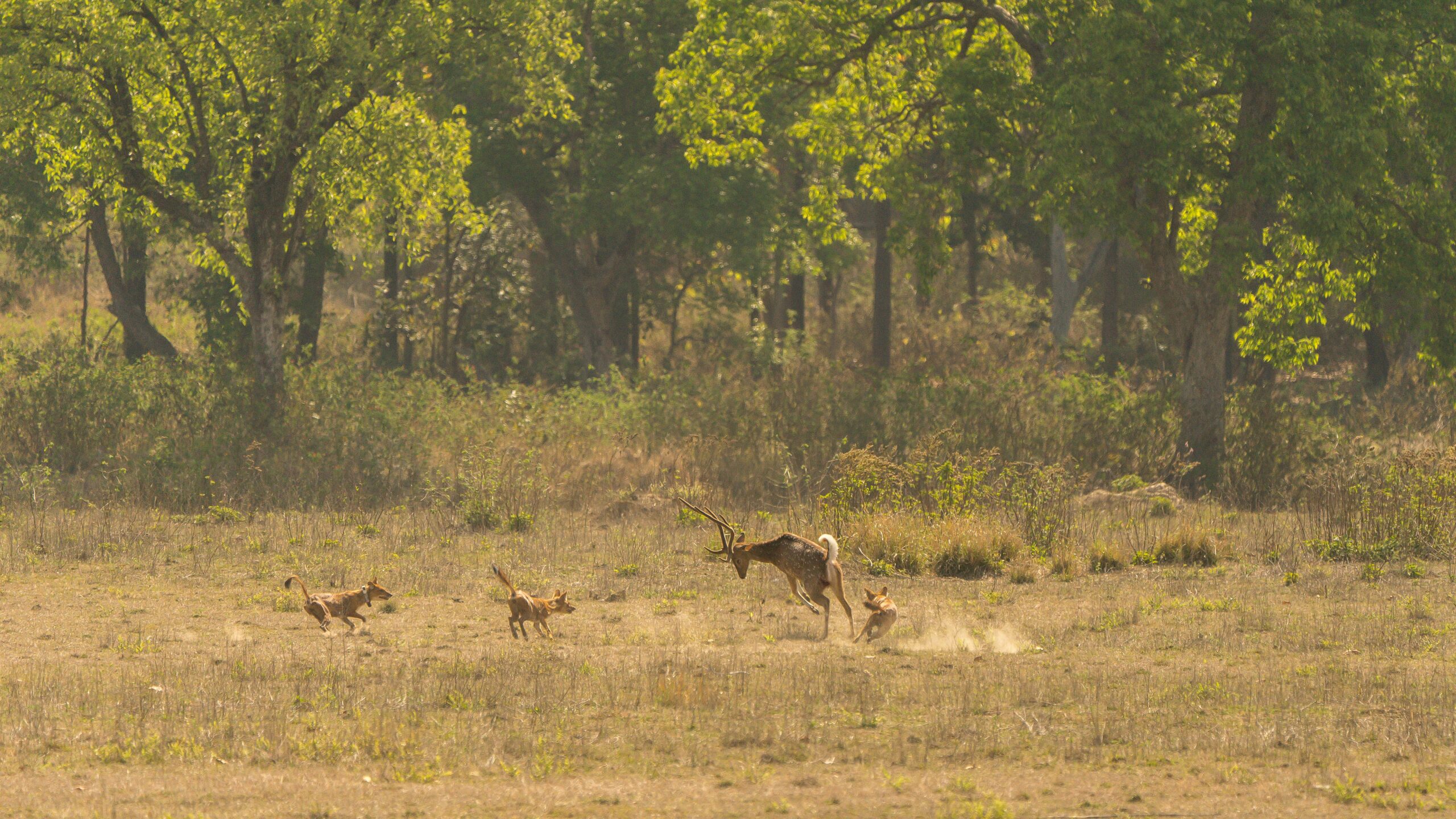 Pench National Park