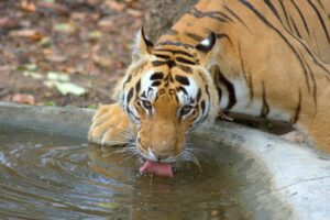 Kanha national park